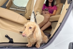 Vision-Jet_Stephanie_Puppy